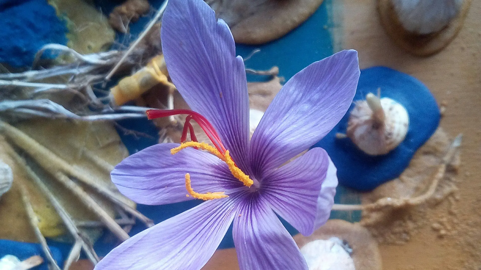 A bêche si décidée, ce legs safranier s'ouvre sur un karma enrubanné...