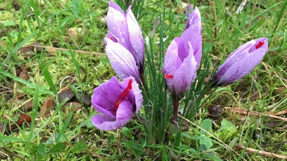 Les crocus sativus