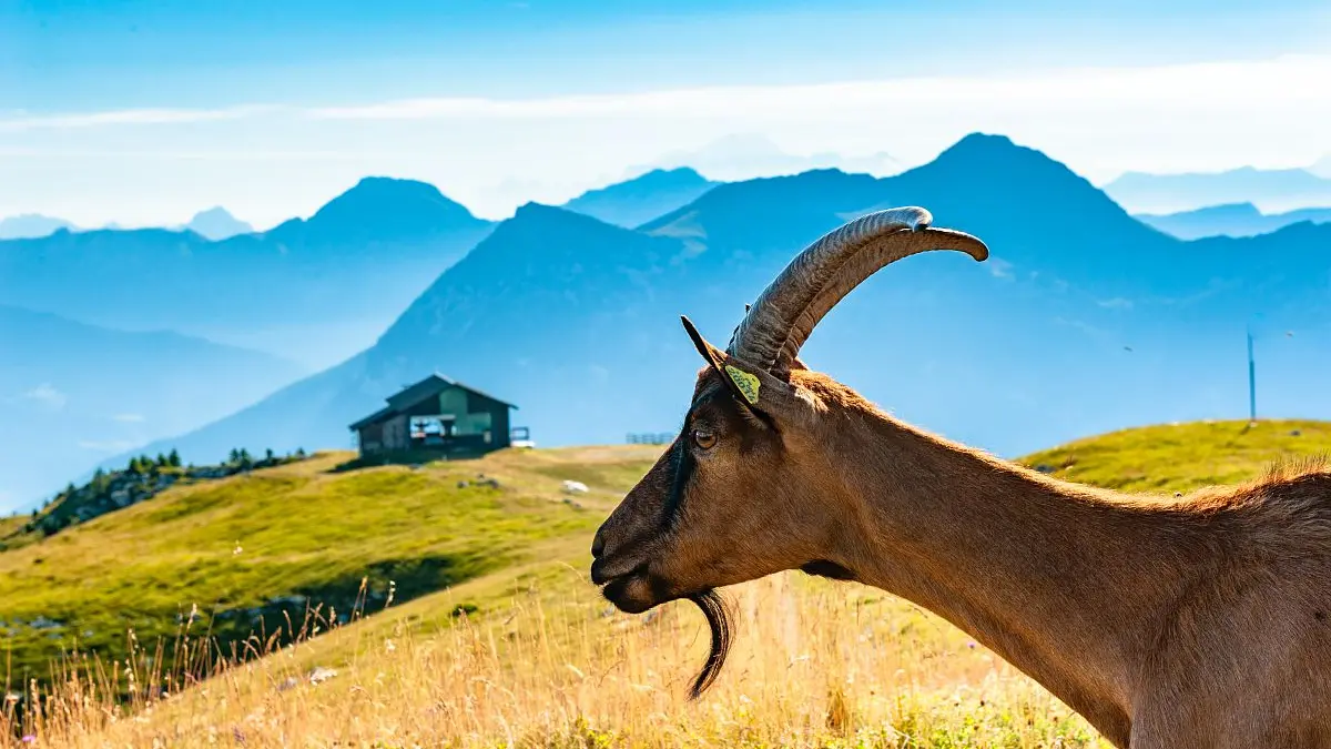 Tannes et Glaciaires du Magériaz