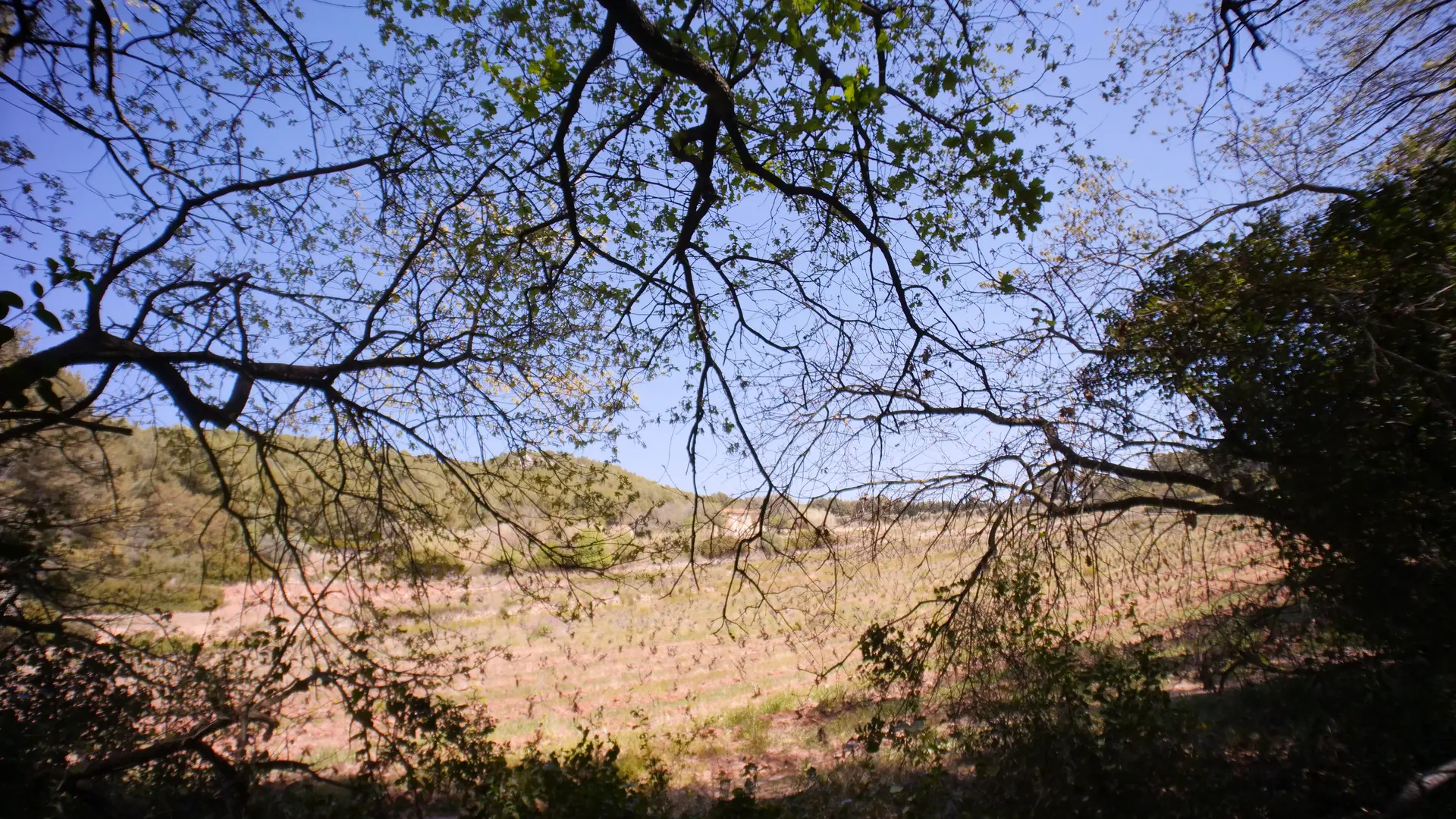 Le sentier des vignes