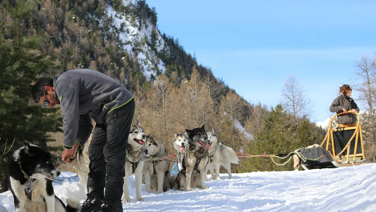 Montagnes d'Ubaye : chiens de traineaux