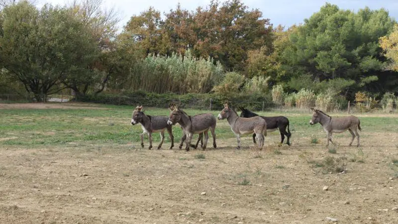 Oreilles du Luberon