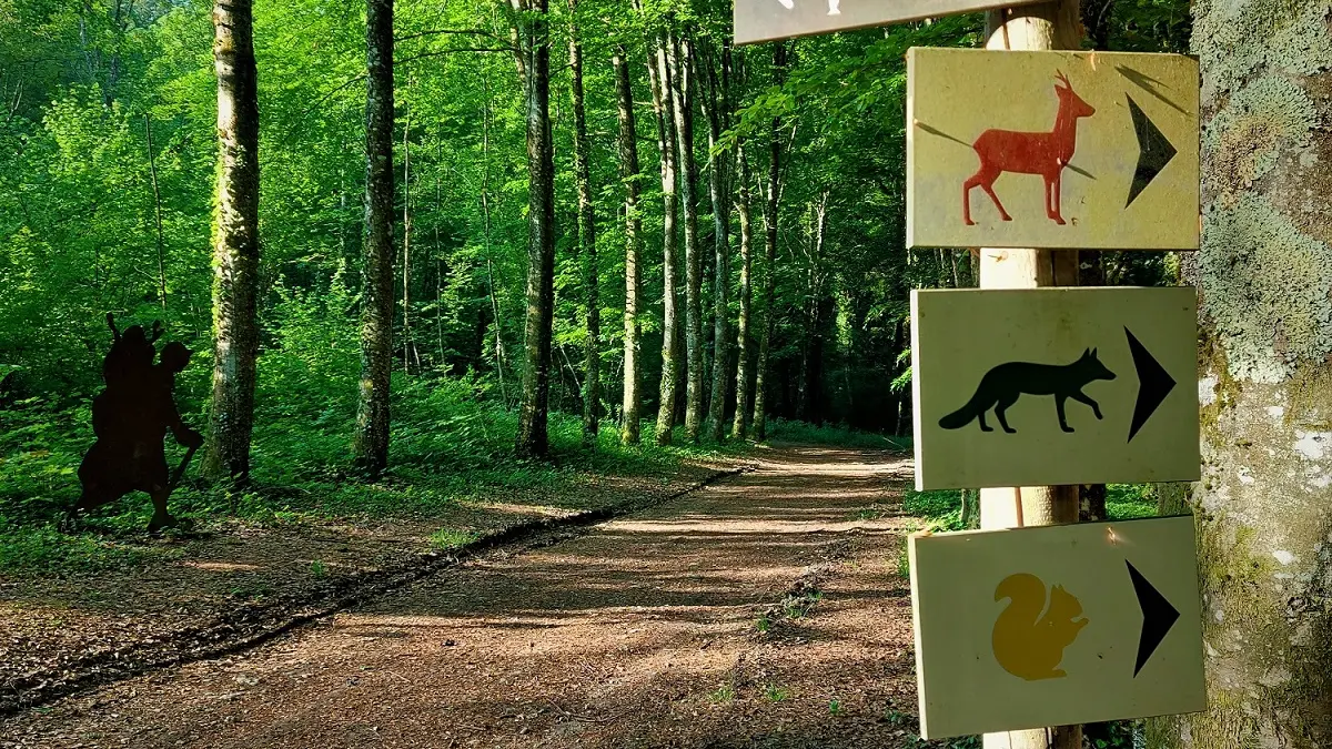 La forêt de Rothonne à Belley