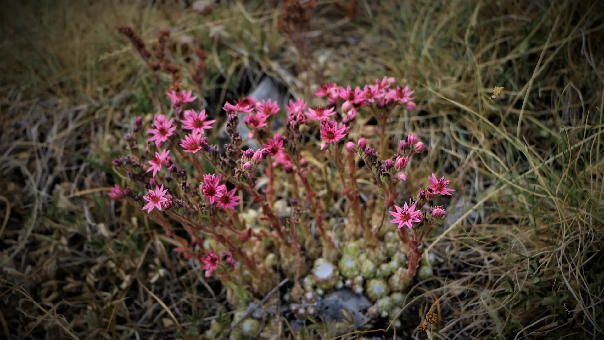 Tour de la tête de Clape par le col des Roux et ses Cabrettes