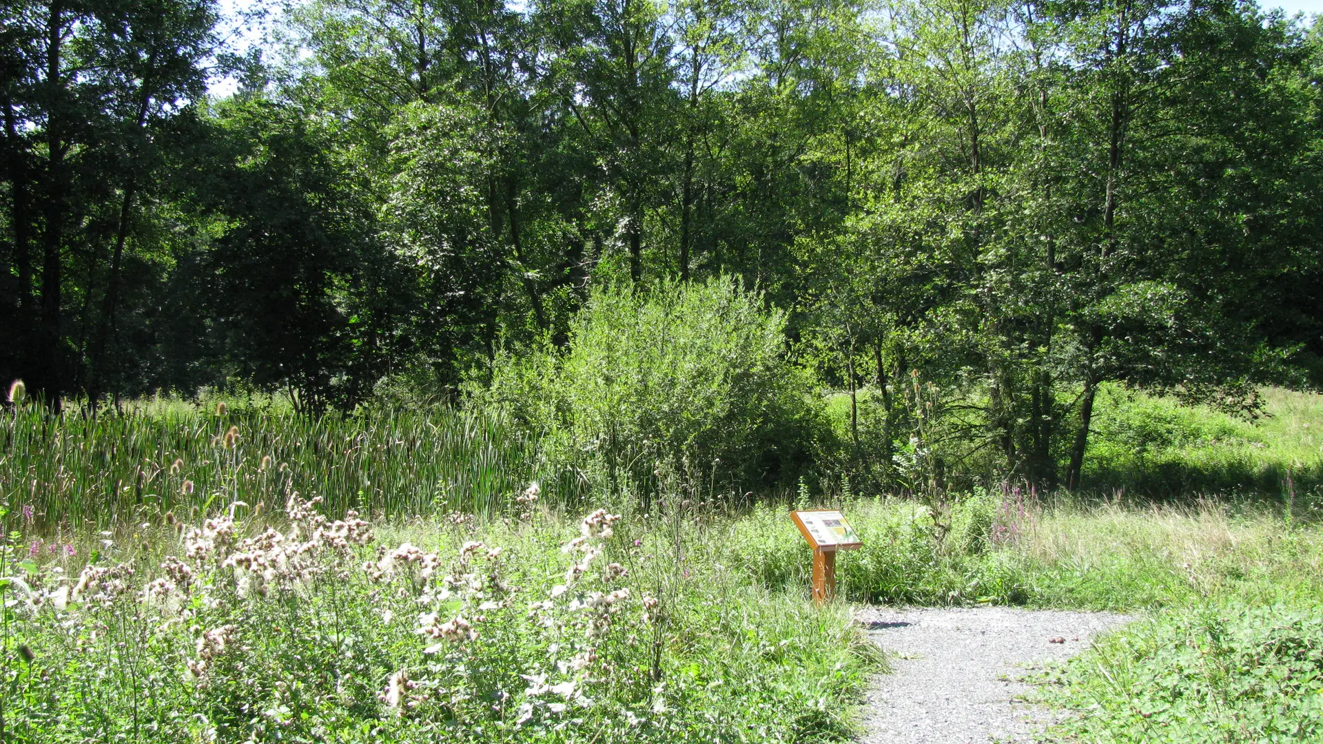 Chemin en peine nature à Excenevex