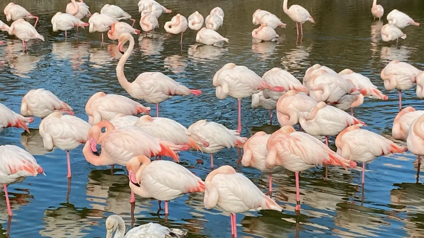 Parc ornithologique du Pont de Gau !