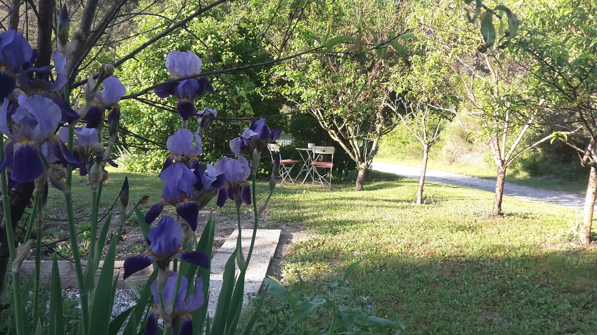 Les iris du jardin