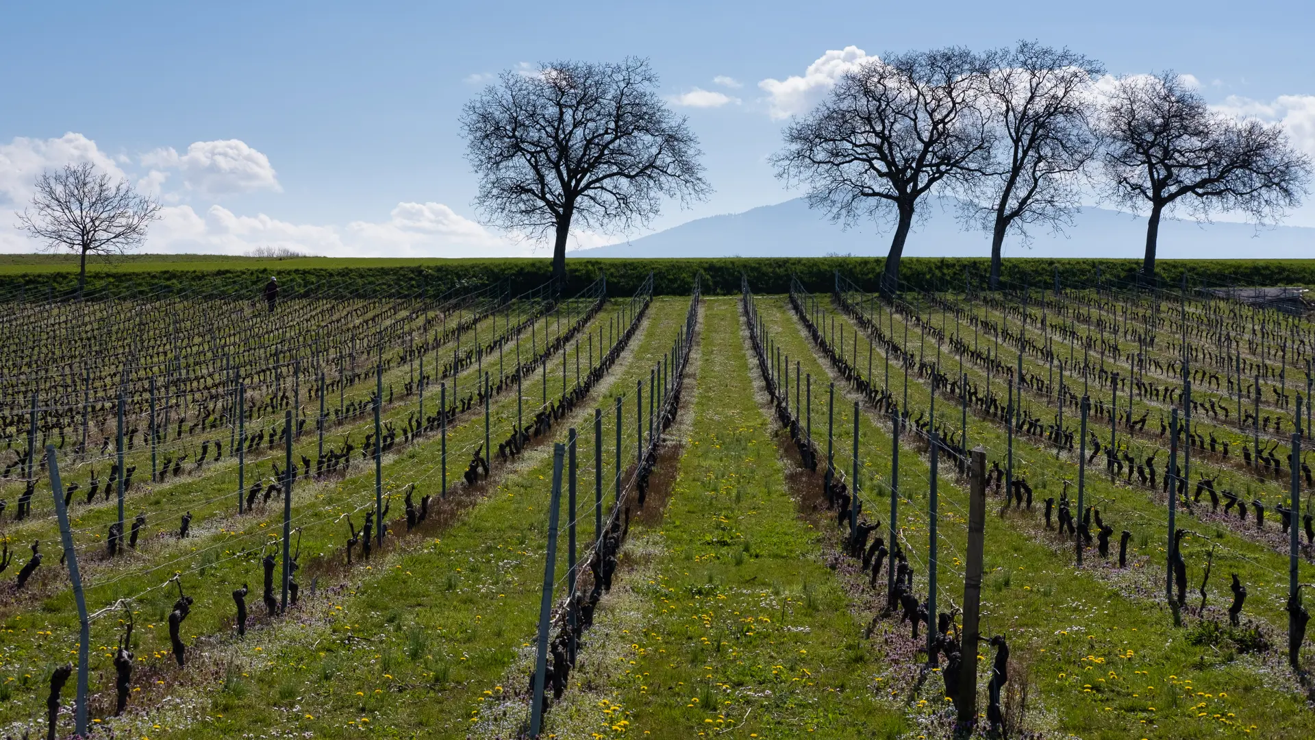 Coteaux de l'Hermance