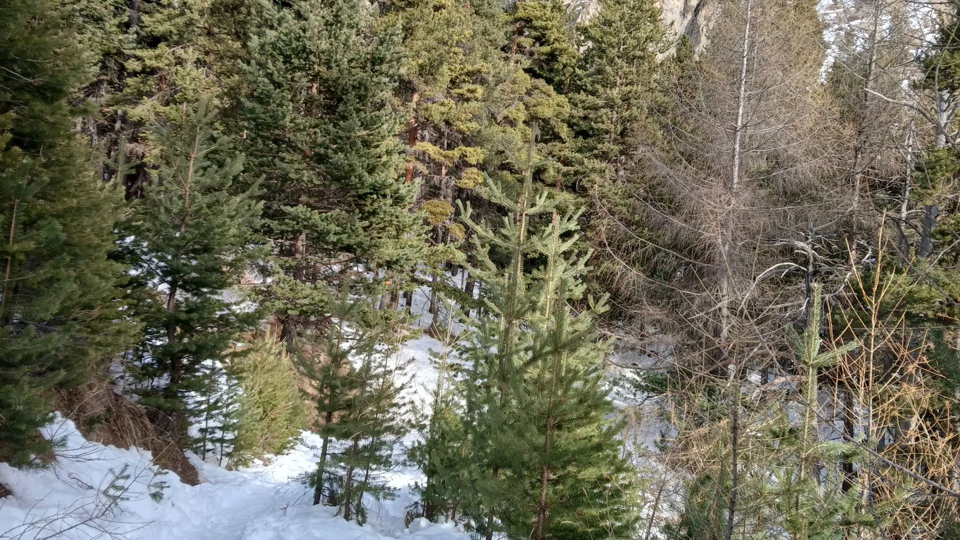 Itinéraire raquettes - Les Arras_Névache