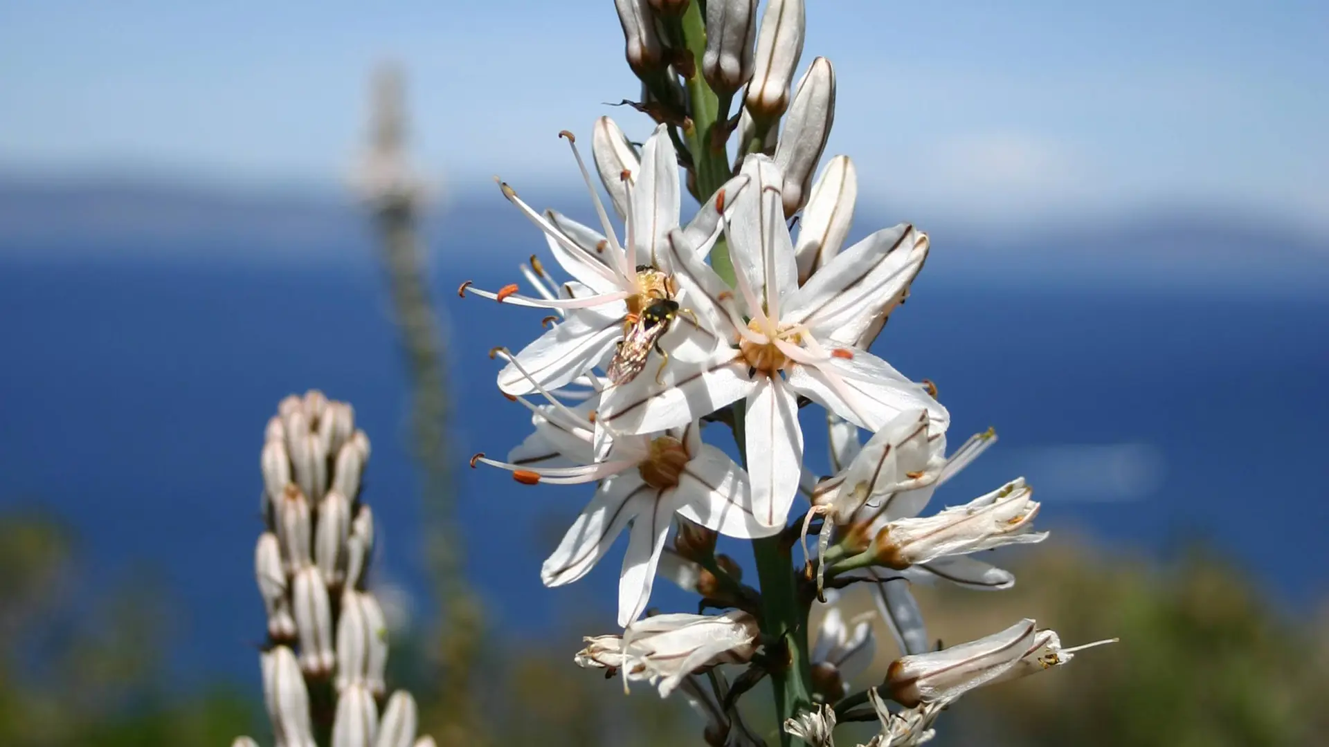 Asphodèle à gros fruits (Sentier des plantes)