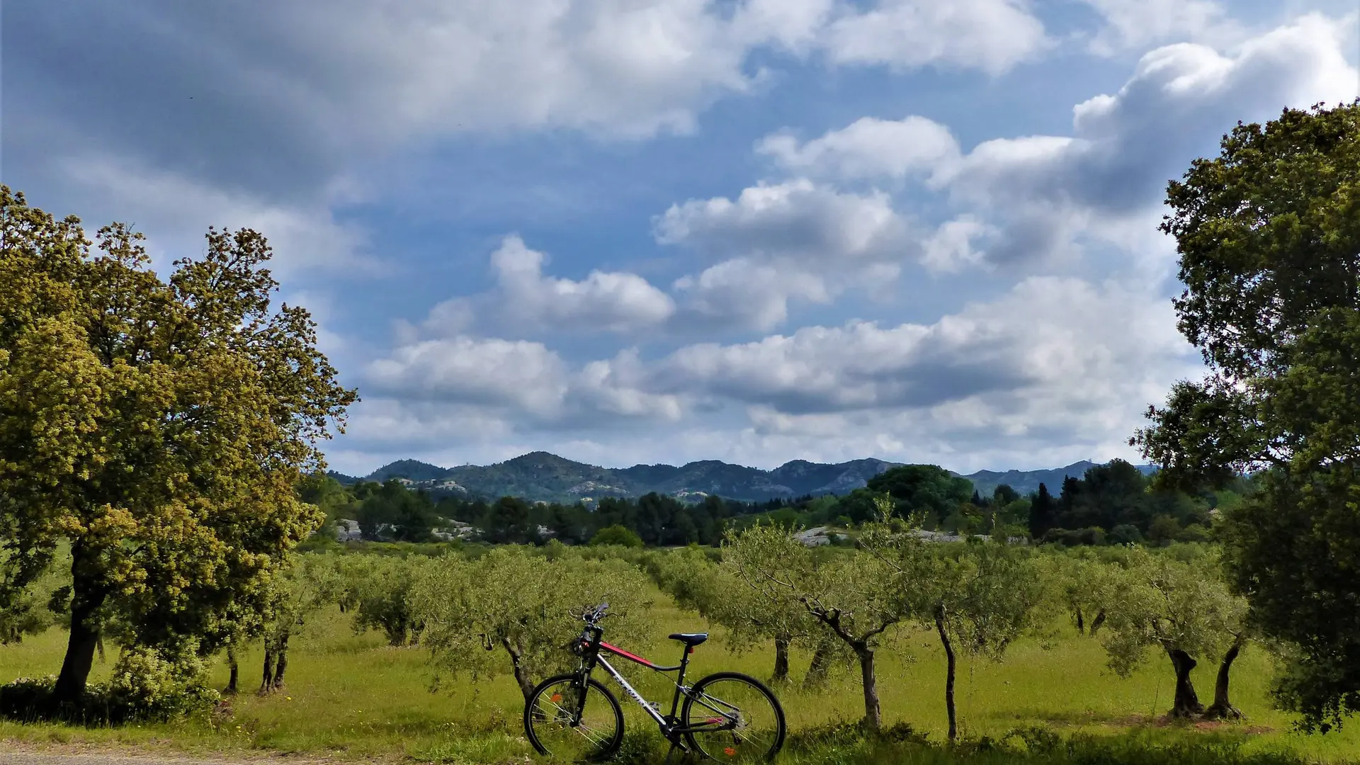 Vue sur une oliveraie des Baux-de-Provence