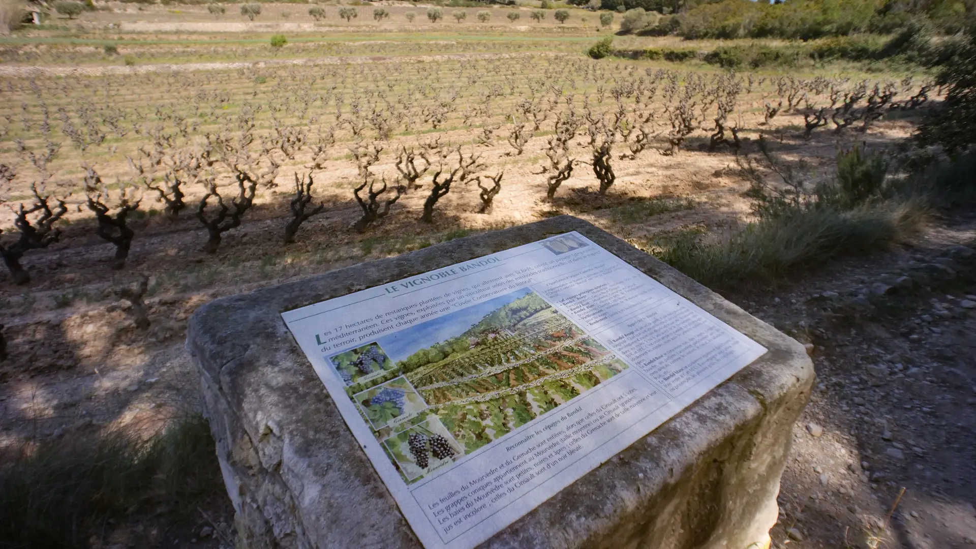 Le sentier des vignes