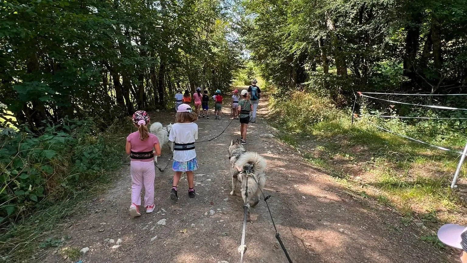 Cani balade sur le Plateau