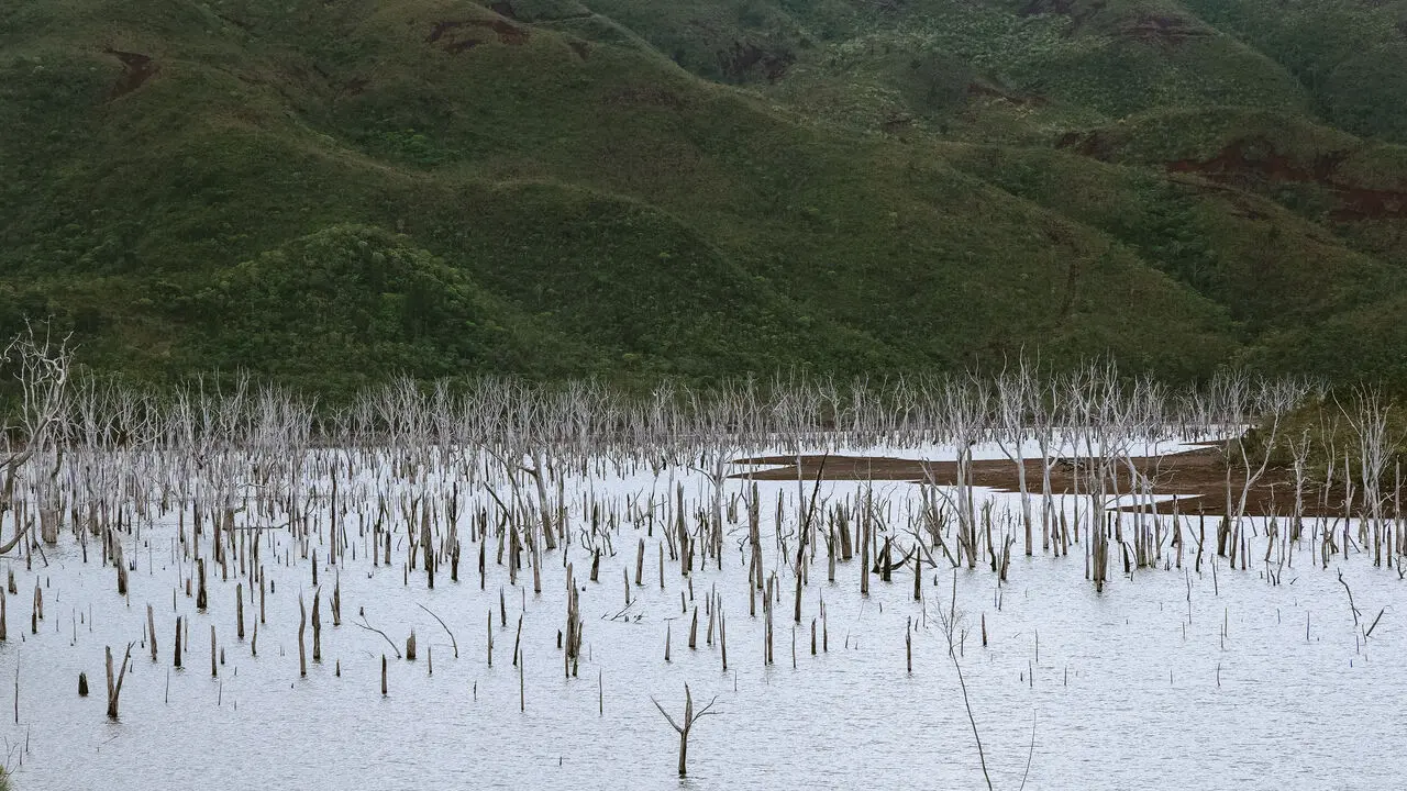 The Drowned Forest