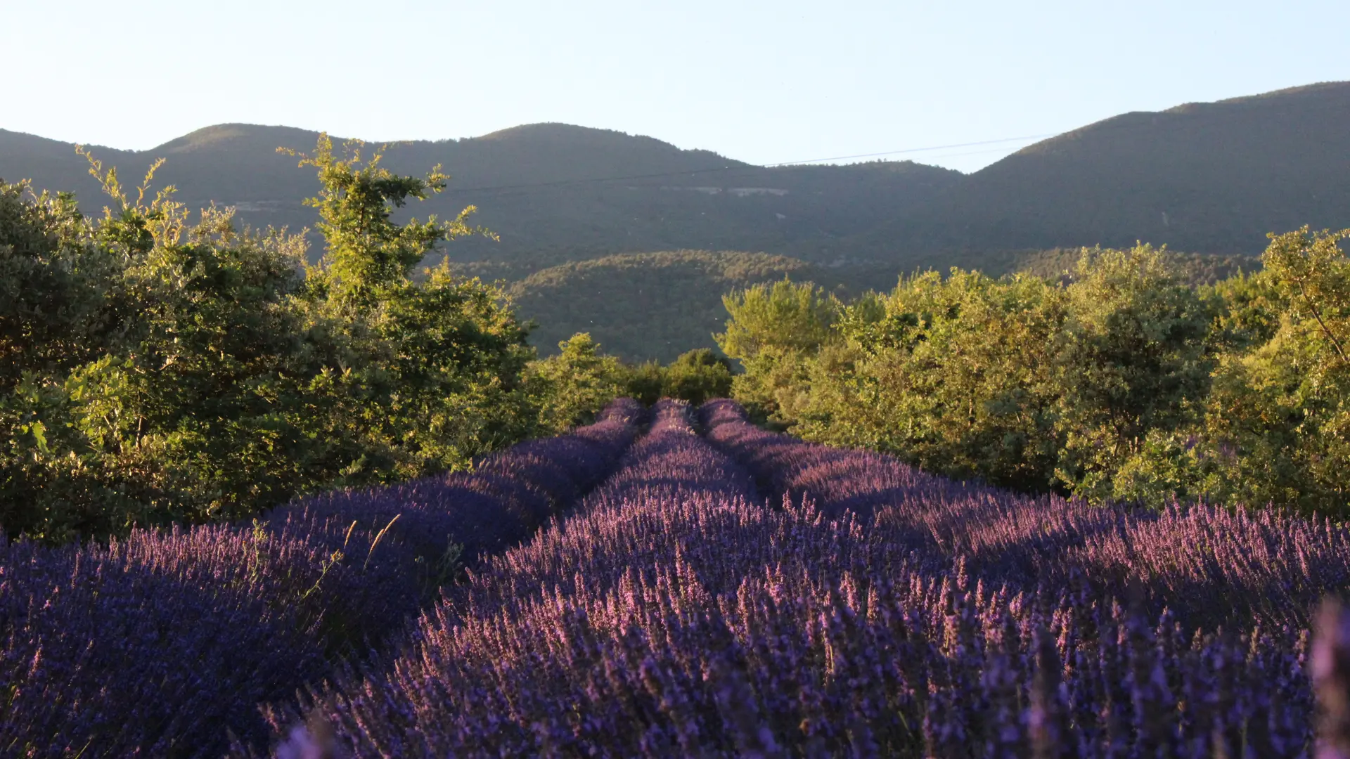 La Provence en Bouteille