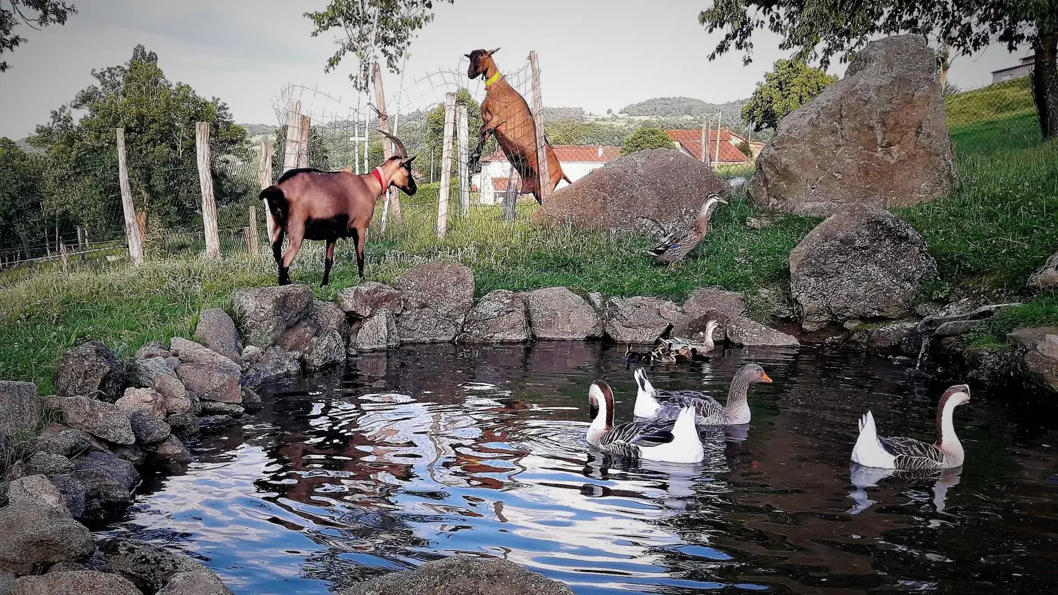 Nos animaux dans le parc