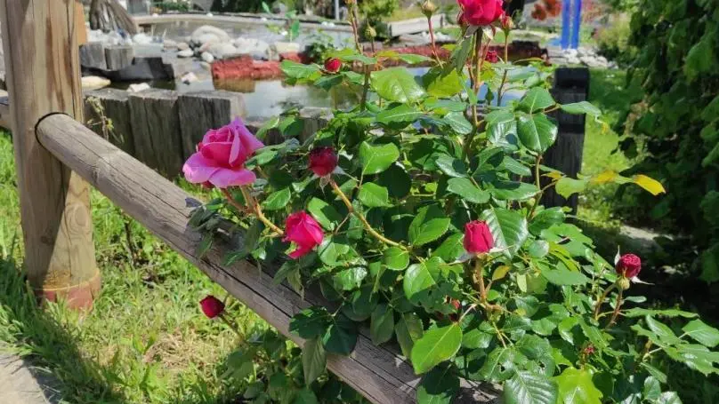 Floraison printanière