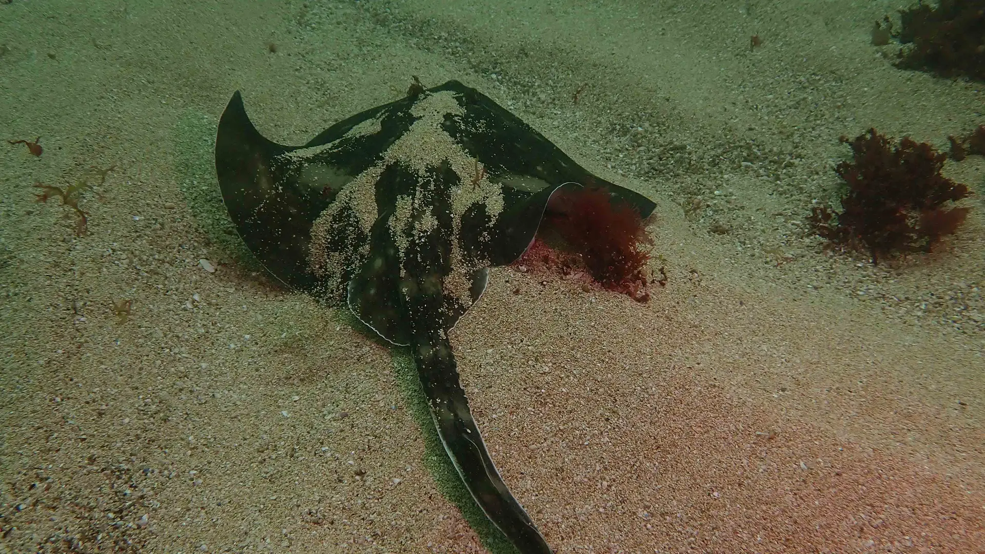 Ray – Standort: The Arches