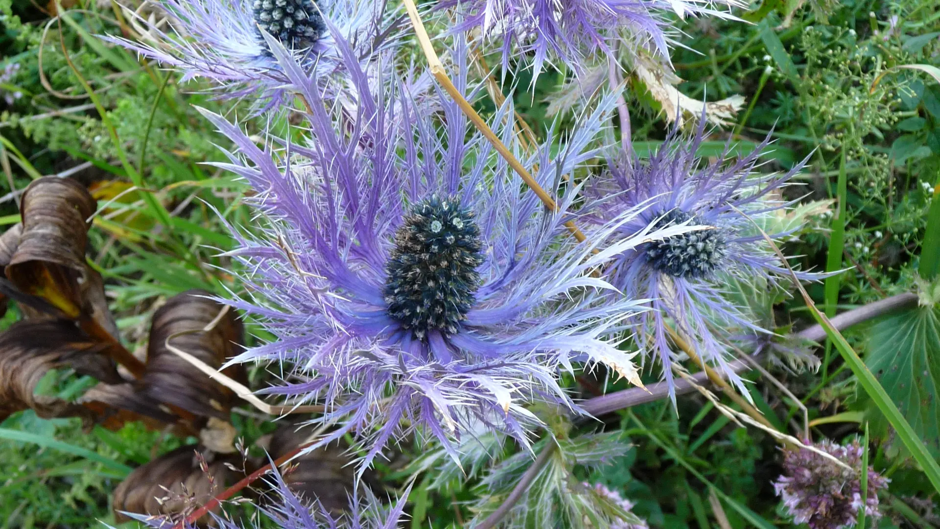 Fleurs en vallée d'Abondance