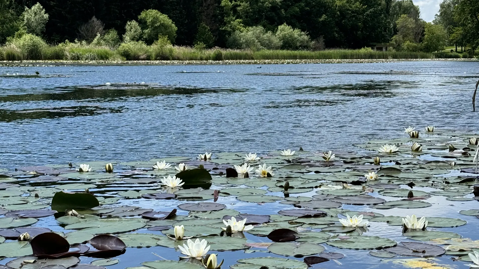 Lac du Môle