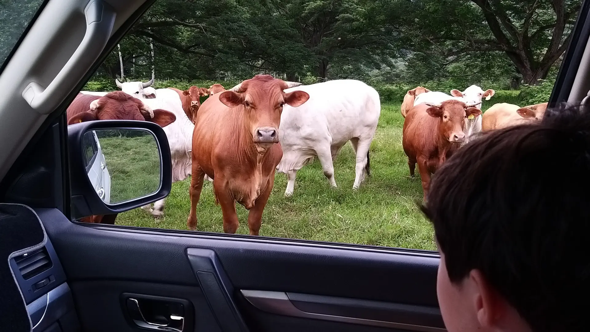 Balade entre les bovins