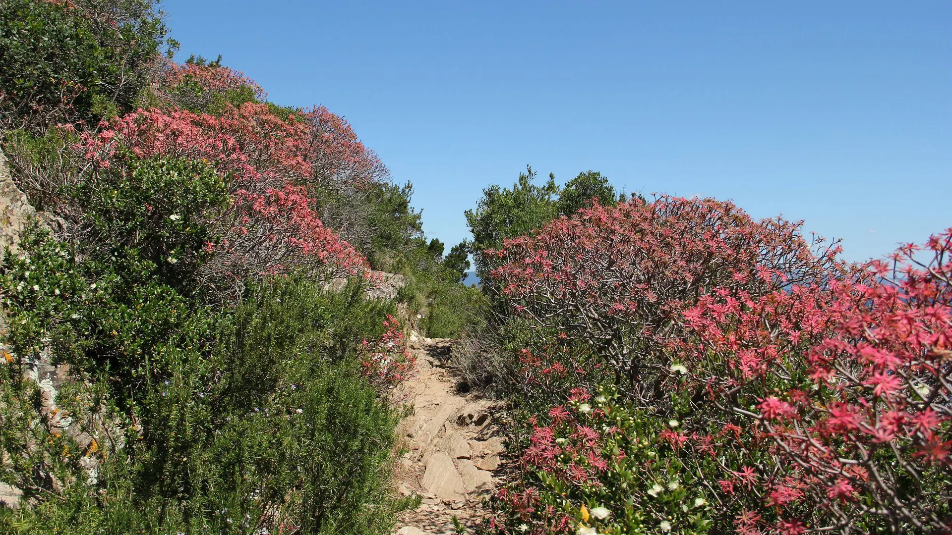 Euphorbes arborescentes au mois de juin le long du sentier des plantes