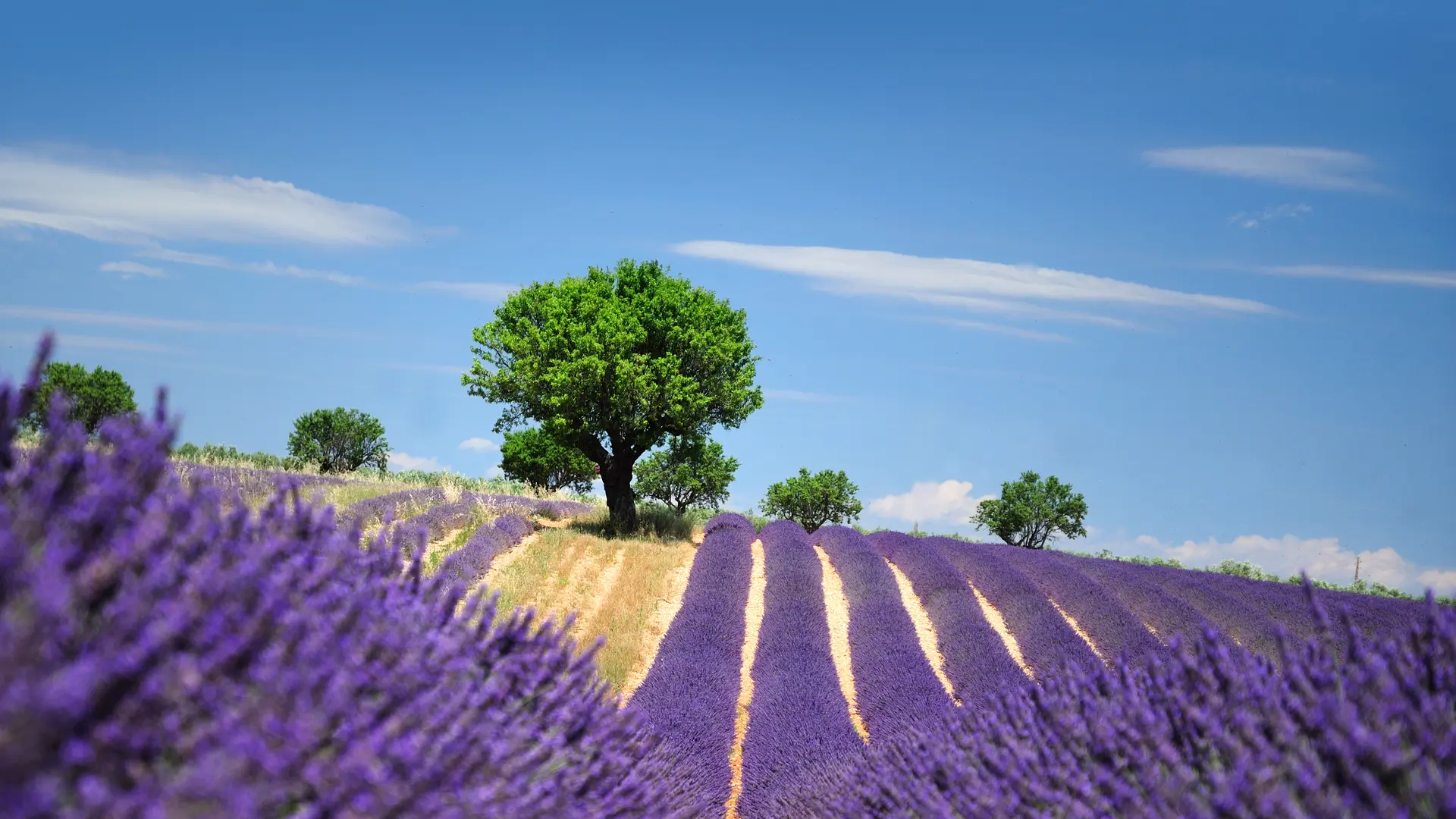 Plateau de Valansole