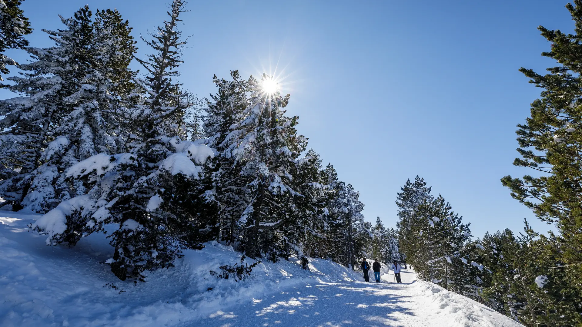 Beille marche nordique sous sapins enneigés