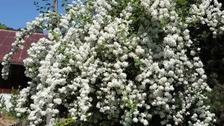 Arbre en fleurs du jardin