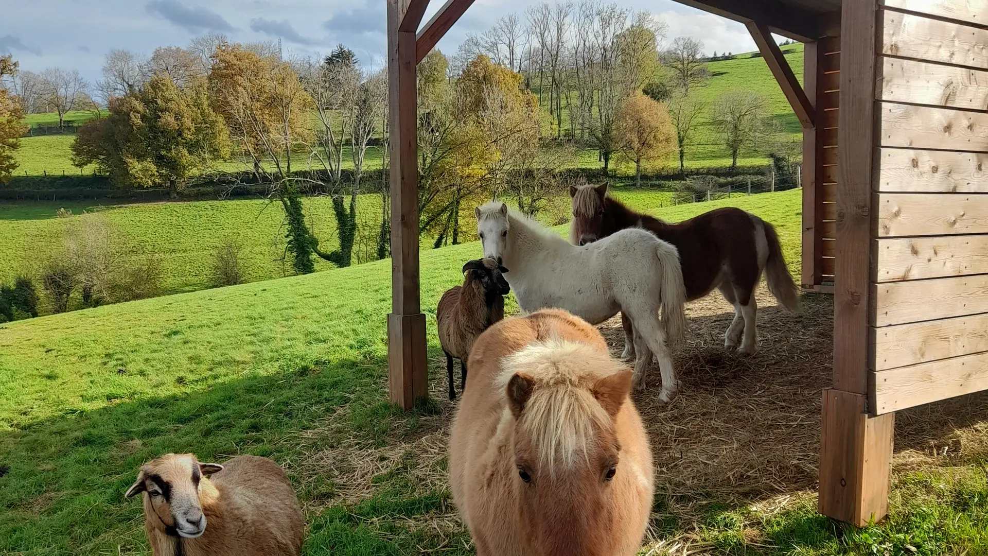 Poneys au gîte La Mascotte