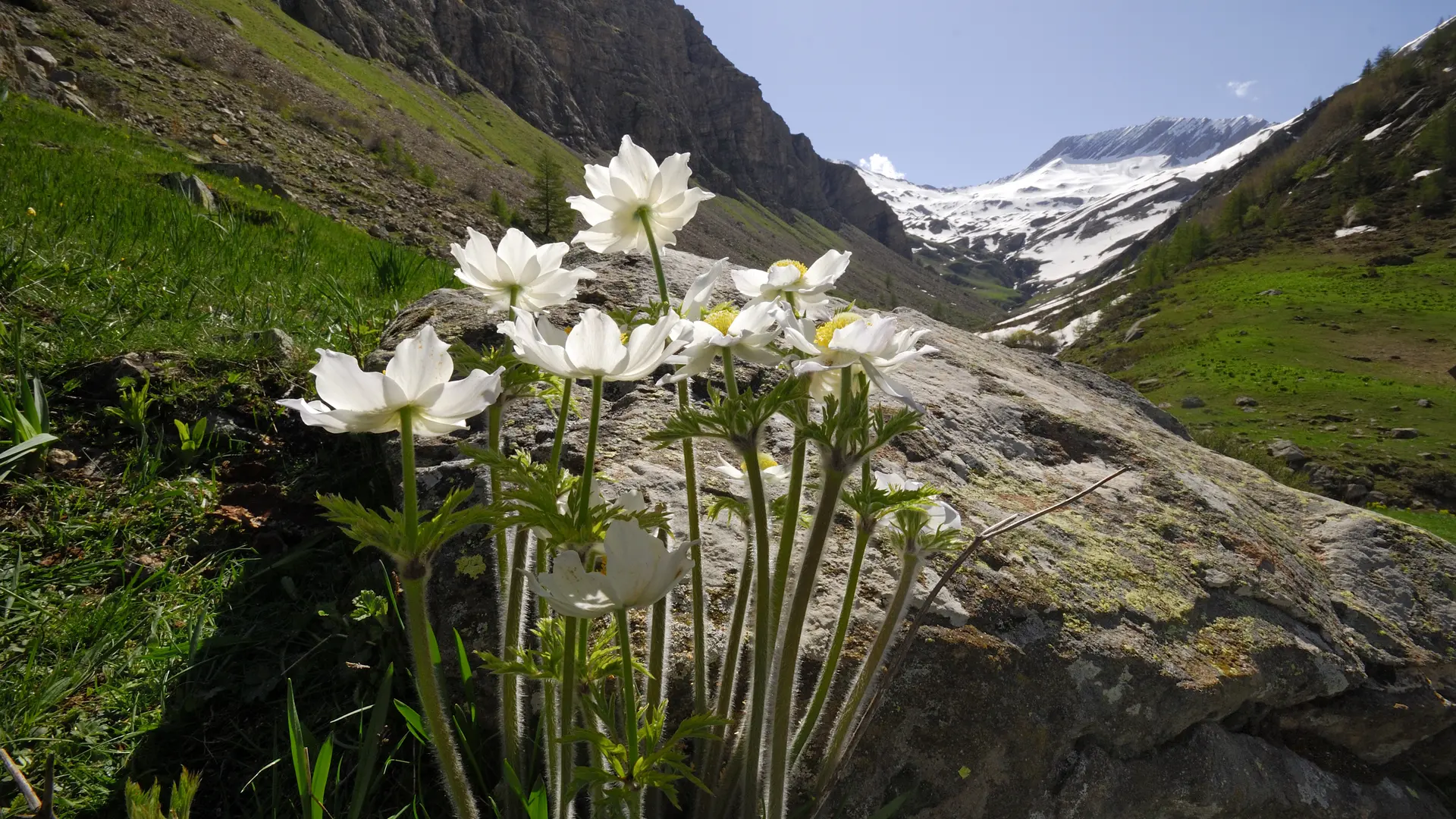 pulsatille vallon de Chargès