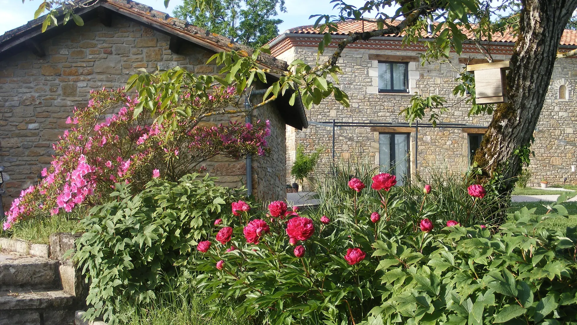Azalée et pivoines en Mai à LOU PAPAGAI