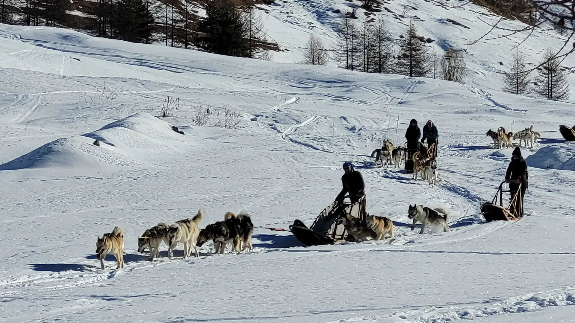 Chiens au refuge Agnel