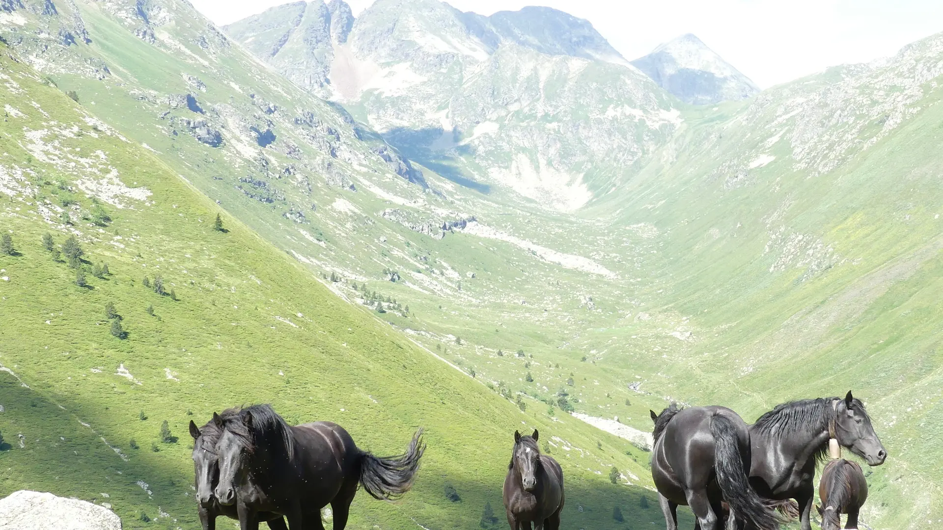 Cheveaux en estive dans la vallée d'Aston