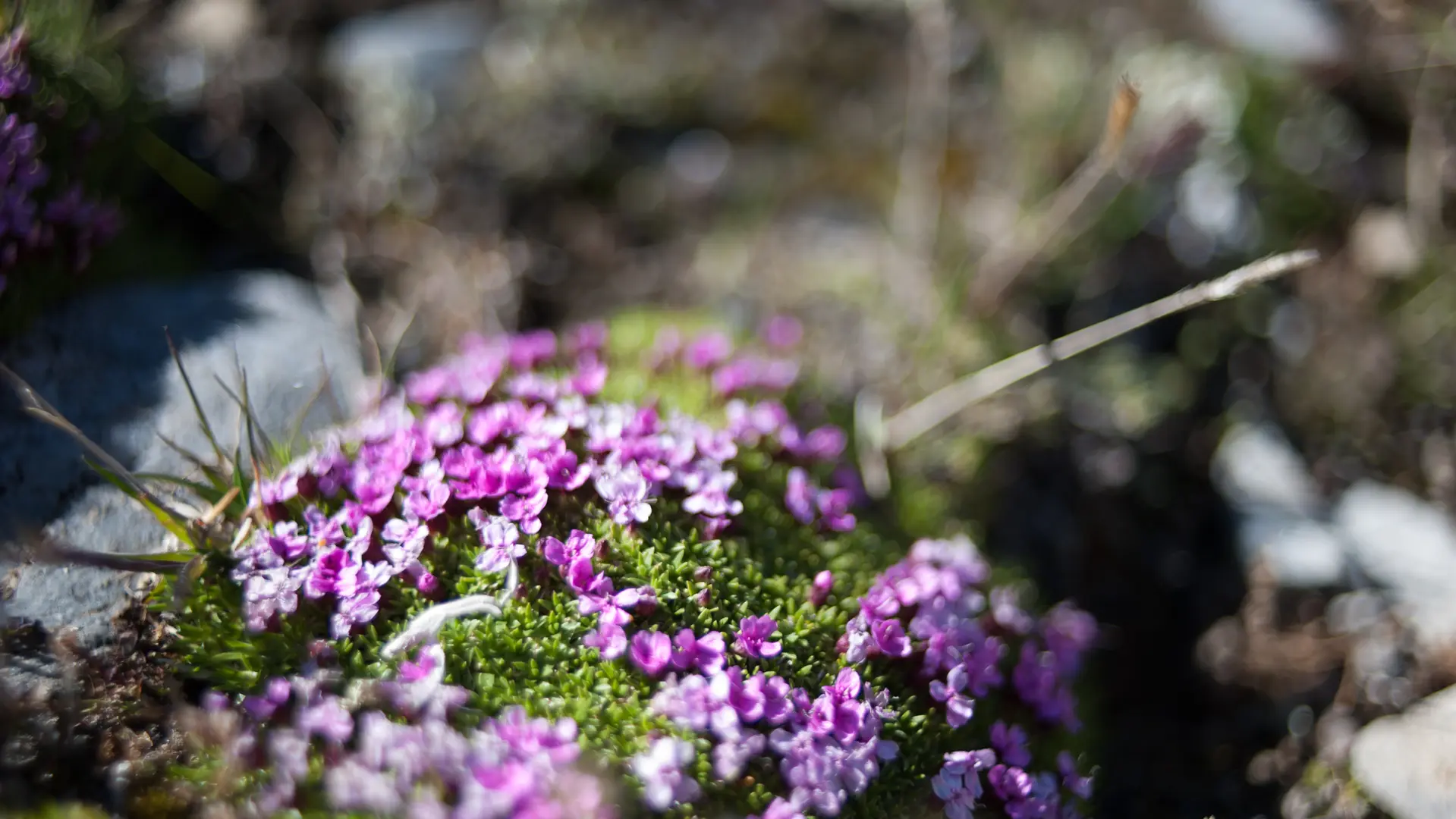 Randonnée Guidée_Evolution 2