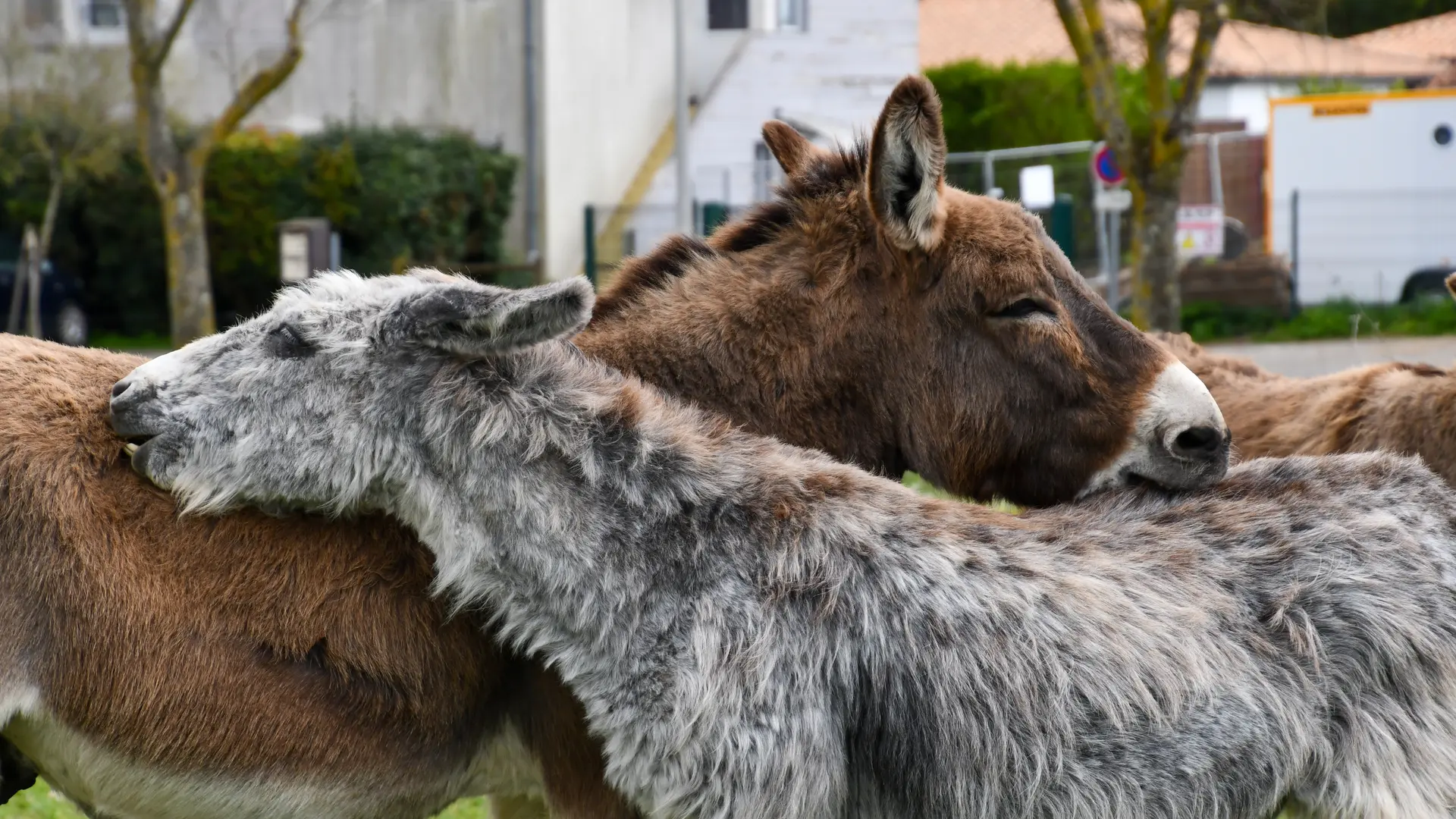 Les adorables baudets du Poitou