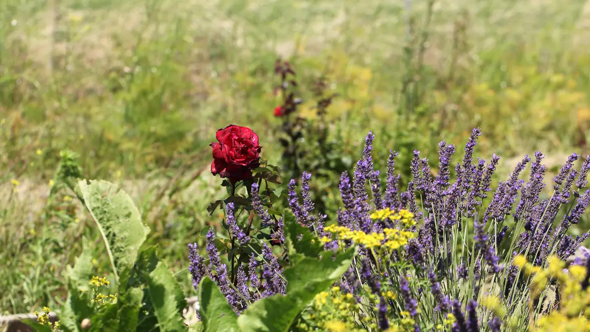 Garden flowers and future ingredients