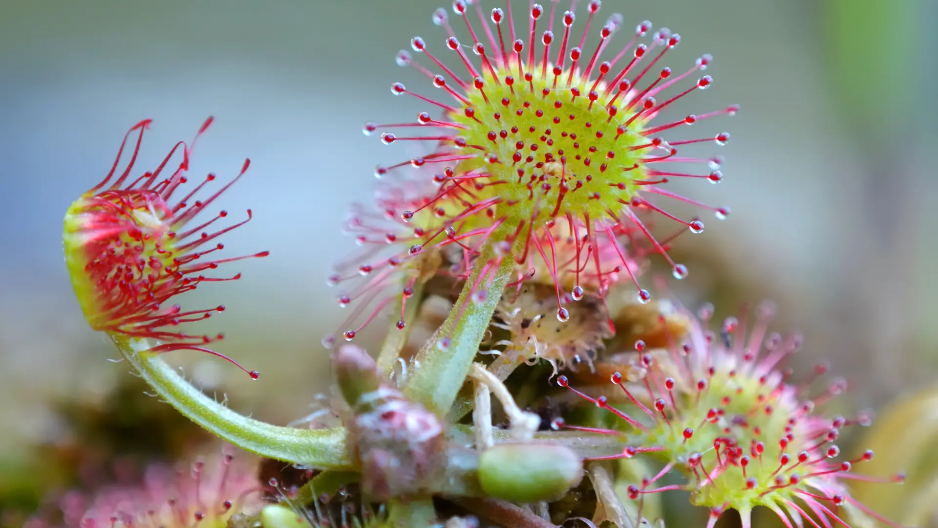 Drosera