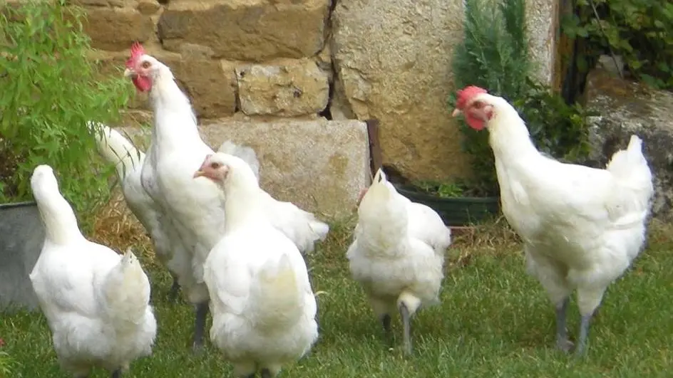 Les volailles de Bresse dans l'herbe