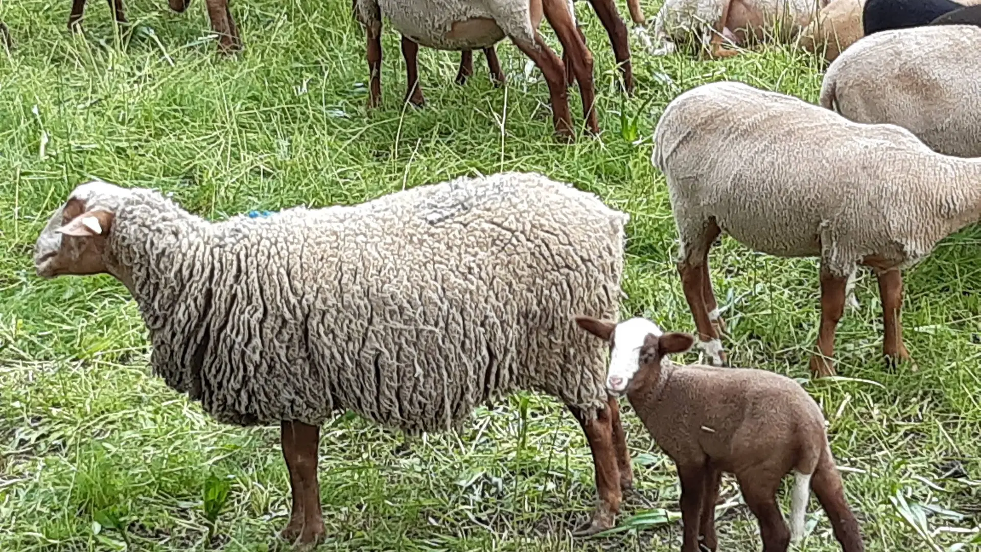 Un agneau près d'une ferme