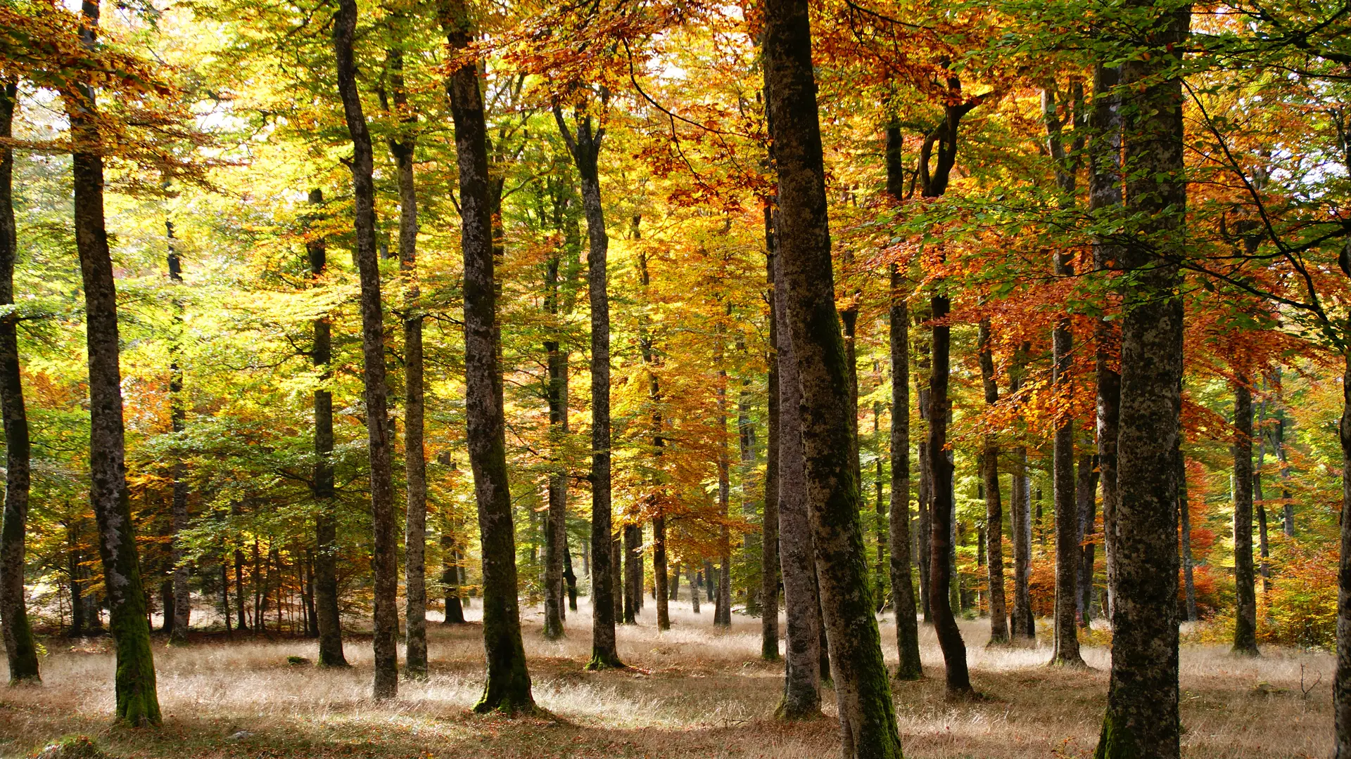 SEVE Sens Essences Vies Energies