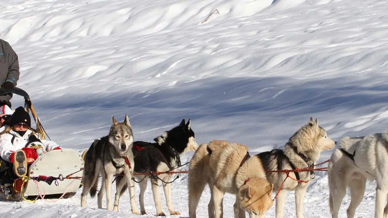 Chiens de traineau