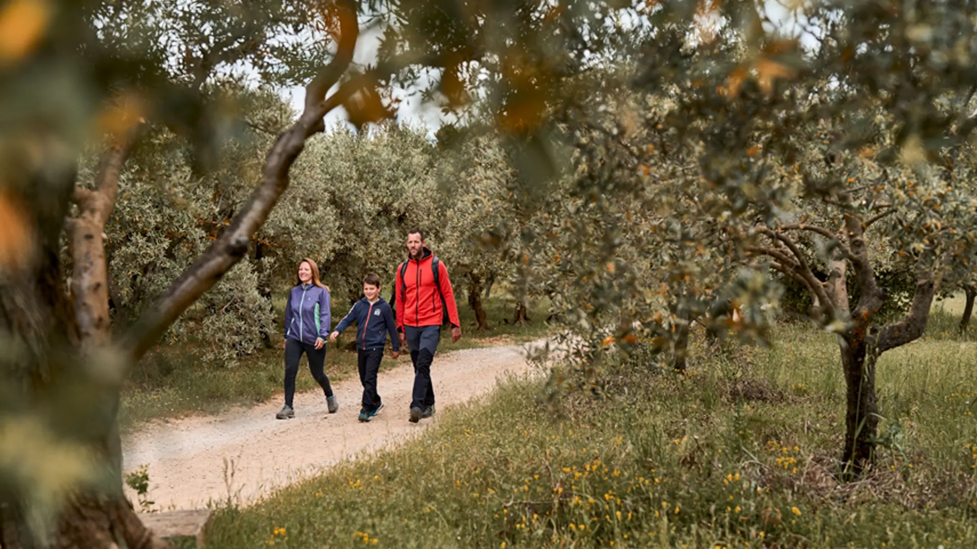 Marcheur dans les oliviers