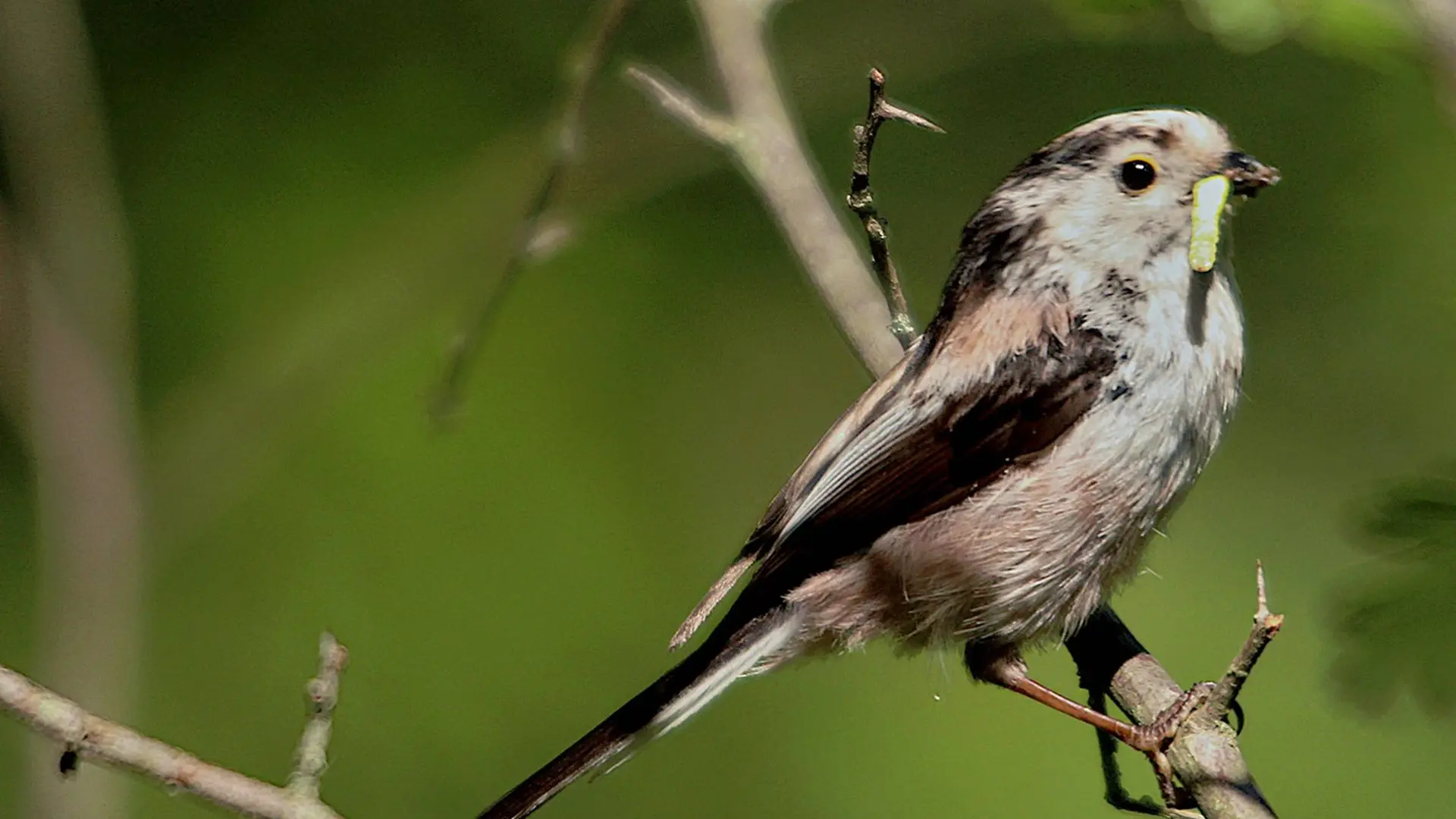 Mesange à queue longue