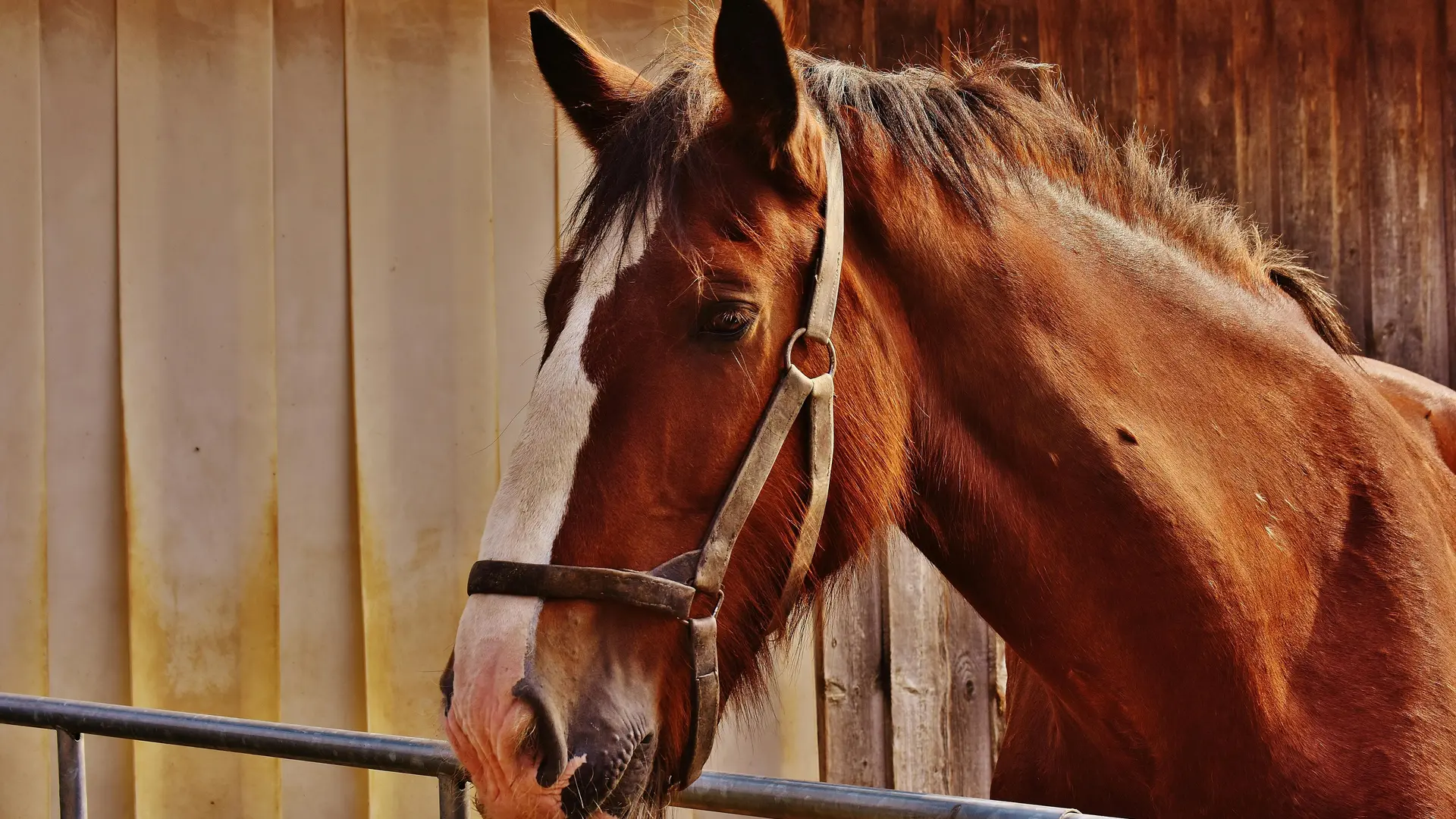 Cheval
