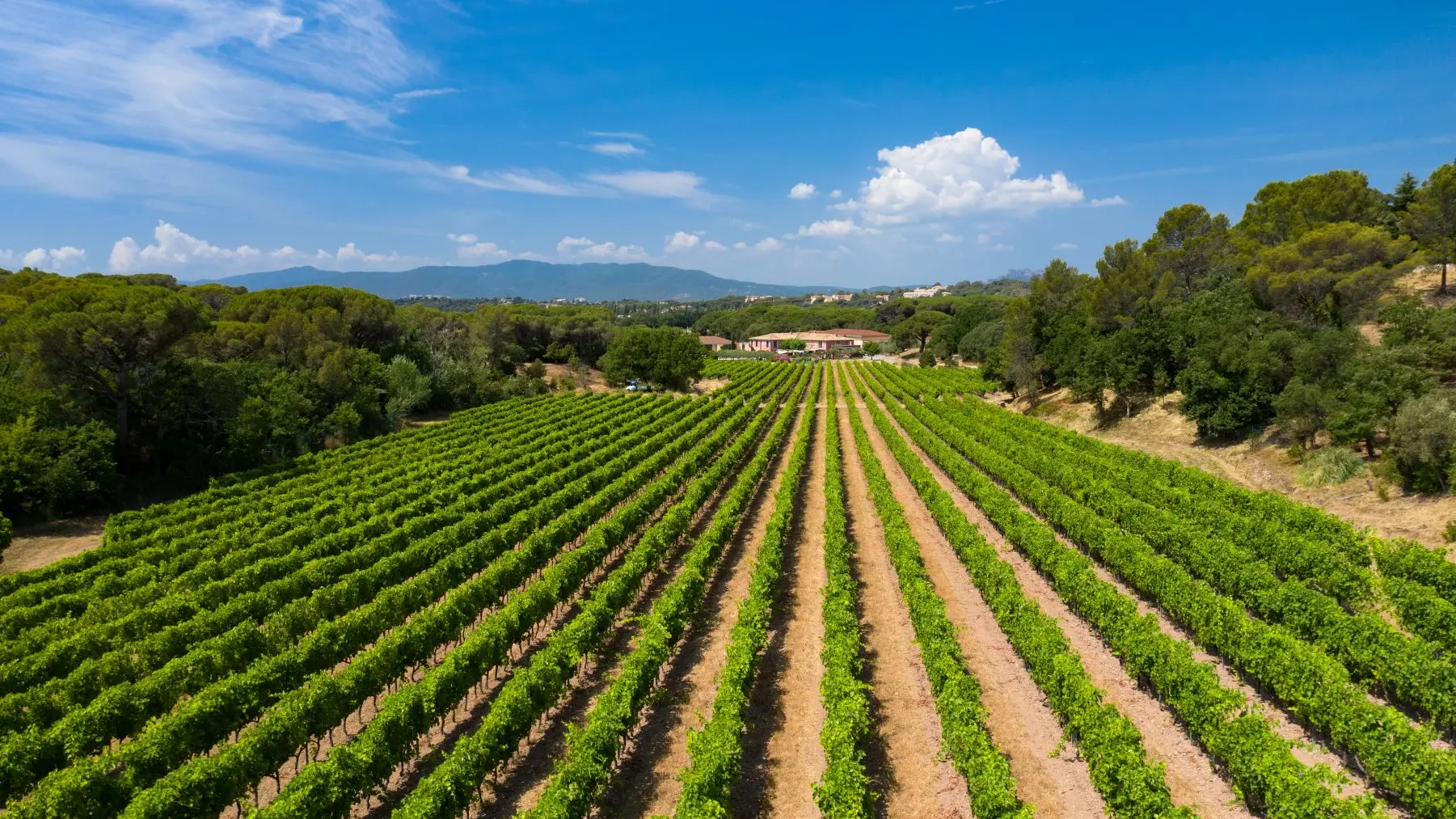 Vue sur les vignes