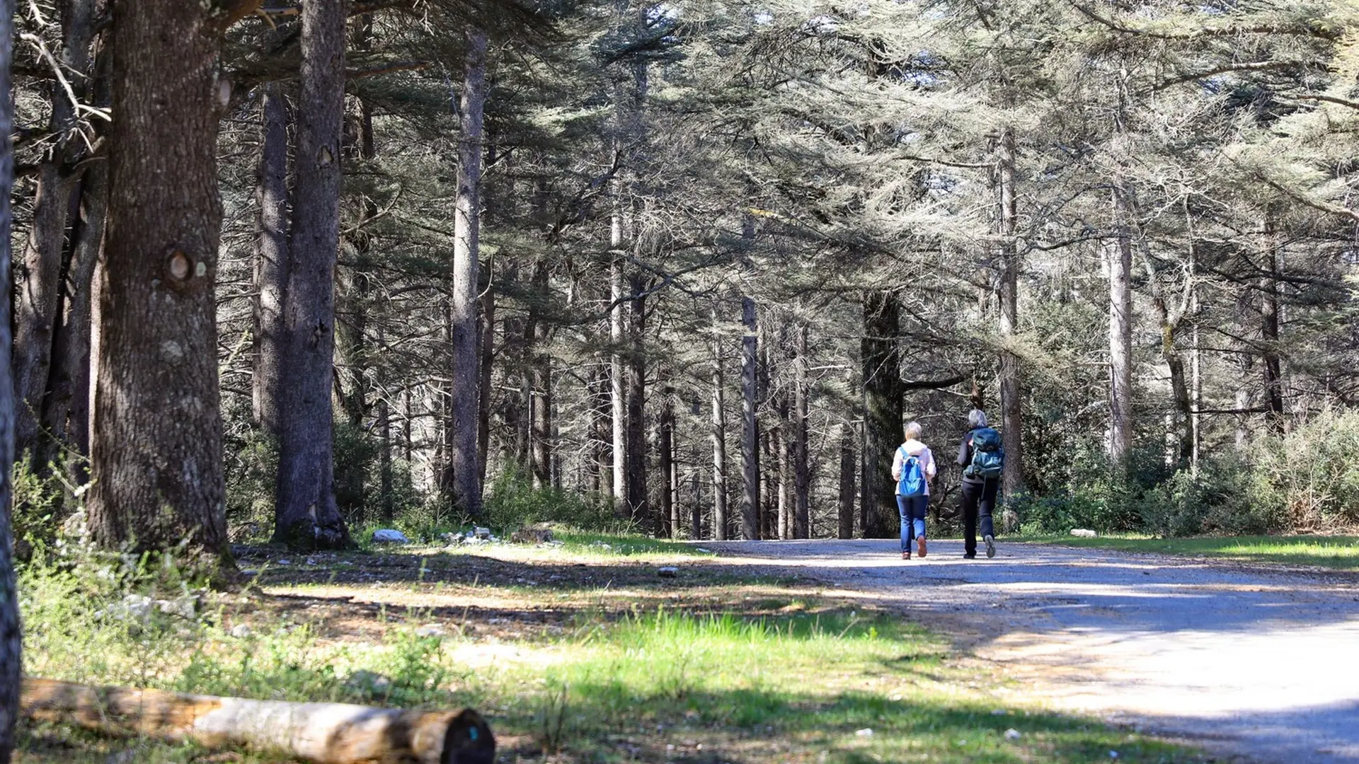 Randonneurs dans la Forêt des Cèdres