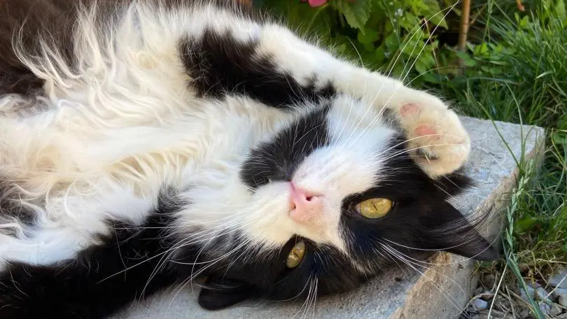 Notre chat Lilo pour vous accueillir