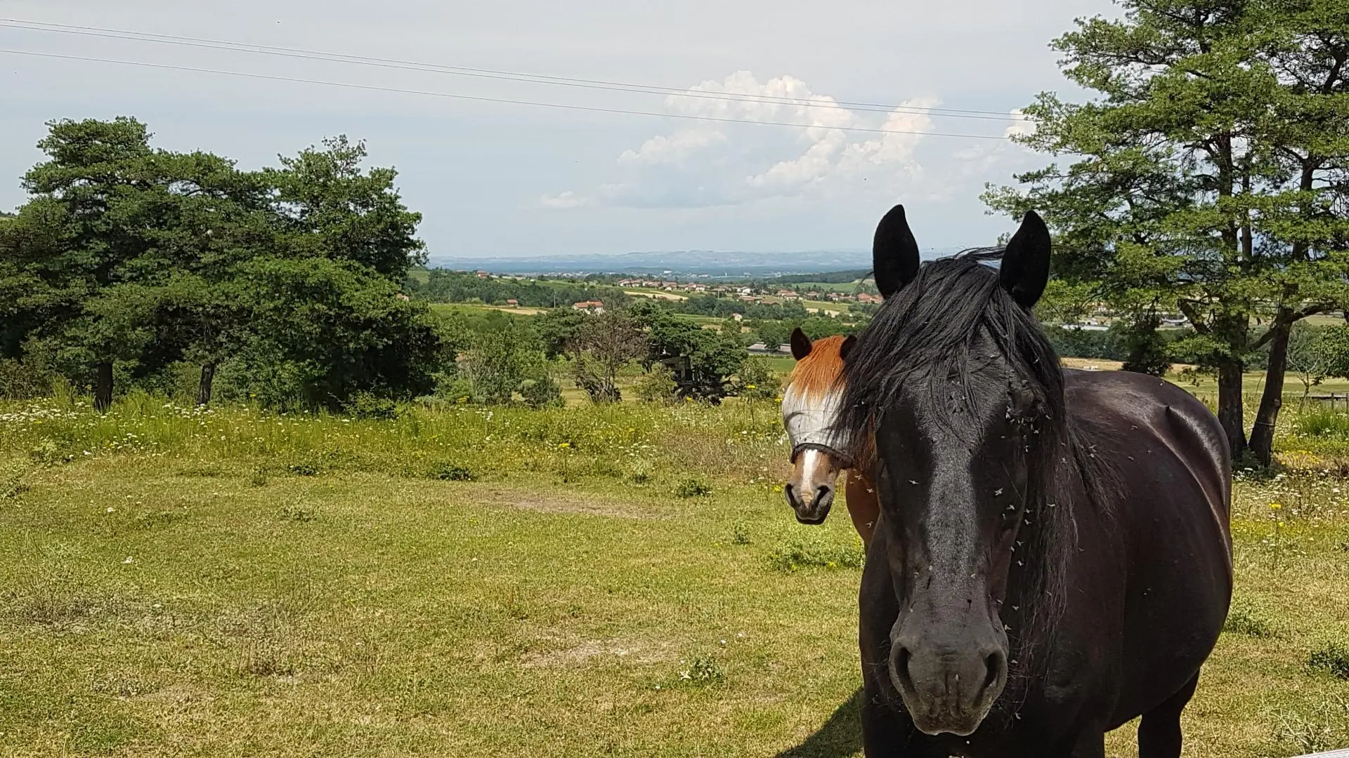Les chevaux des propriétaires.
