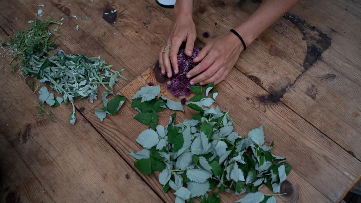 Cooking workshop with wild herbs